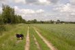 Dog in a field