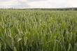 Wheat field