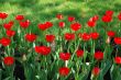 Red spring tulips in blossom in park