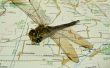 dragon-fly and map