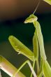Praying Mantis