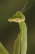 Praying Mantis