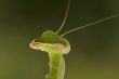 Praying Mantis