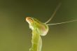 Praying Mantis