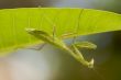 Praying Mantis