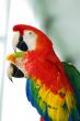 red macaw birds couple