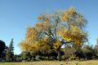 Ginkgo tree in Fall Season