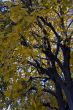 Ginkgo tree in Fall Season