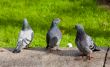 Three pigeons