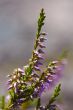 Blossoming heather