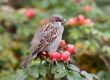 sparrow on a branch of dogrose