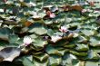 Field of water lilies