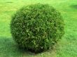 Cut bush in the form of a sphere