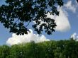 Branch and clouds