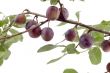 plum tree closeup