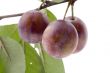 wild plum close up