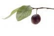 wild plum macro