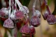 Purple plant close-up on blur background