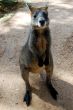 Australian wallaby