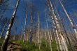 Trees in Siberia