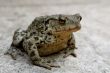 A toad on a patio