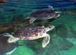 Turtles