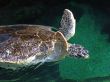 Turtle Flap