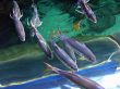 Fishes