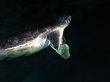 The Dark Turtle