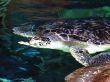 Turtle Feeding