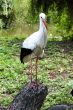 Stork