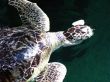 Turtle Feeding