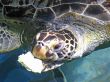 Turtle Feeding