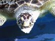 Turtle Feeding