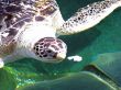 Turtle Feeding