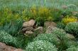 Grass and flowers in Siberia