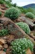 Grass and flowers in Siberia