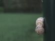 Snails