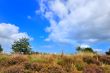Heather with blue sky