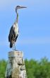 Blue heron