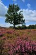 Tree in a heather field