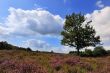 heather landscape