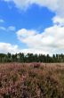 Heather landscape