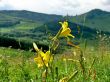 Single yellow flowers