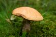 porcini mushroom growing in forest