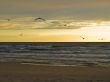 Flying birds over the sea
