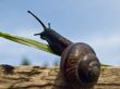 Snail on the sun