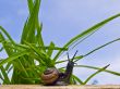 Snail on the sun