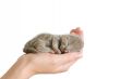 Little sleeping kitty