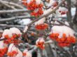 orange berries covered with snow